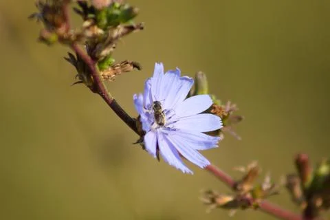 Bug on common chicory in bloom closeup view with green blurred background Stock Photos