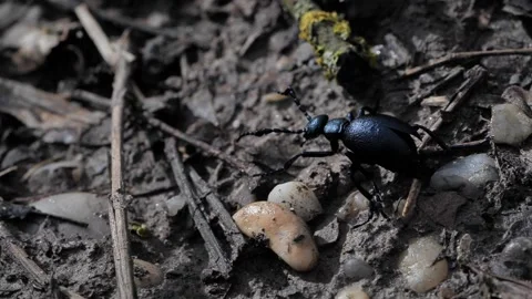 Bug crawling across forrest flower Stock Footage 136232076