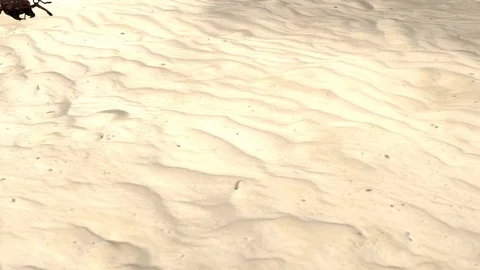 A Bug crawling across the sand. Stock Footage 99674248