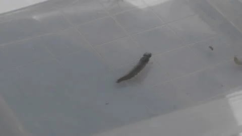 Bug Crawling Around In A Petri Dish And Water Stock Footage 148572242