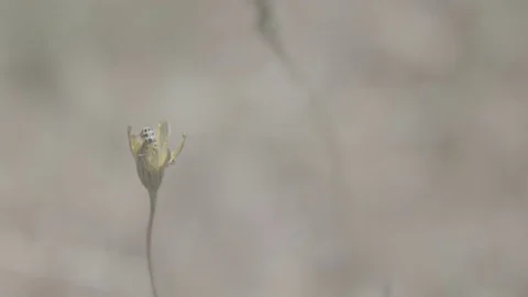Bug Crawling Around in Yellow Flower - Log Stockbeeldmateriaal 85457643