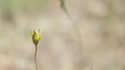 Bug Crawling Around in Yellow Flower 스톡 동영상 85457871
