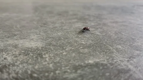 Bug crawling on the floor Stock Footage 119175588