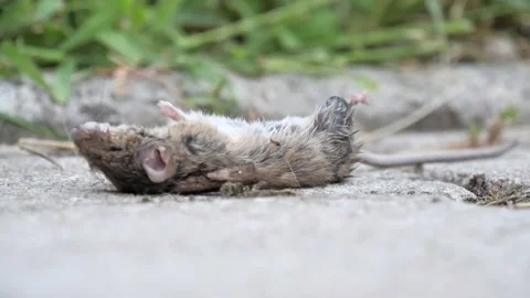 Bug Crawling On The Fur Of A Dead Mouse, Unhygienic Stock Footage 139453025