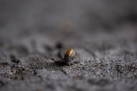 A bug is crawling on the ground Stock-Fotos