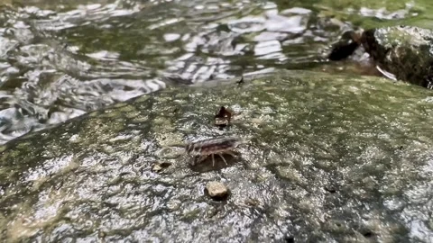 A bug crawling past a creek Stock Footage 276656129