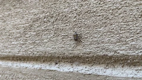 Bug crawling on a wall Stock Footage 202603249