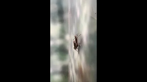 Bug is crawling on a wall Stock Footage 301327618