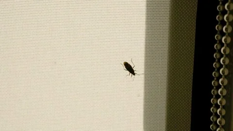 A bug crawling on window shades Video stock 243384049