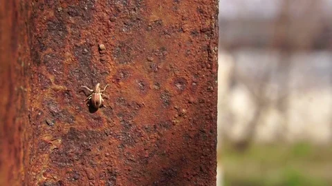 Bug crawls along the rusty surface. Slow motion Stock-Footage 74362887