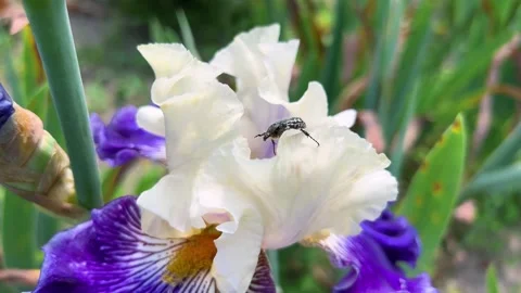 A bug crawls on a beautiful white and blue iris flower in a spring garden. Stock Footage 315506599