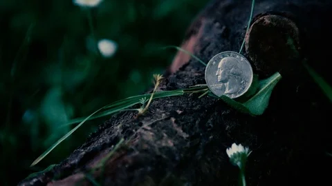 A bug crawls in the foreground of a US quarter resting on a branch and Stock Footage 129040836