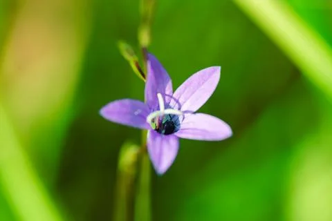 Bug crawls out of the bell at dawn Stock Photos