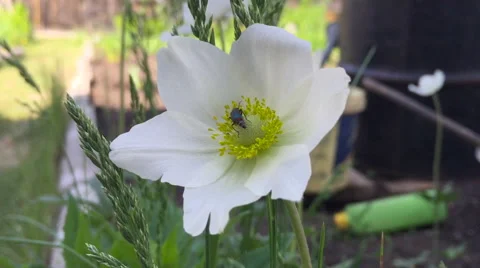 Bug creeps on a flower pollinating flowers in summer day when the sun light Stock Footage 64014451