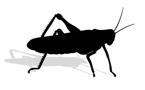 Bug - cricket Stock Illustration