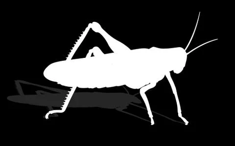 Bug - cricket Illustrazione stock