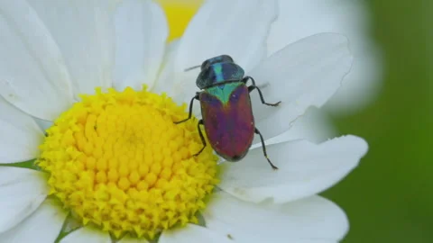 A Bug on a Daisy Flower Stock-Footage 240898776