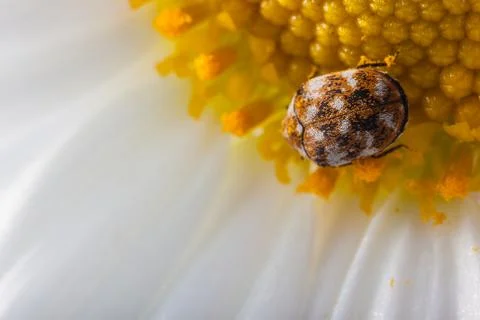 Bug on daisy Stock Photos