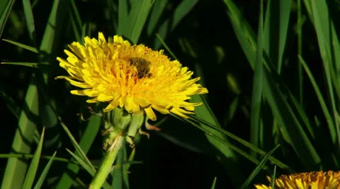 Bug on dandelion Video stock 23195976