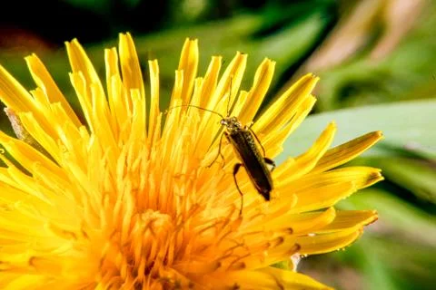 Bug on a dandelion Stock Photos