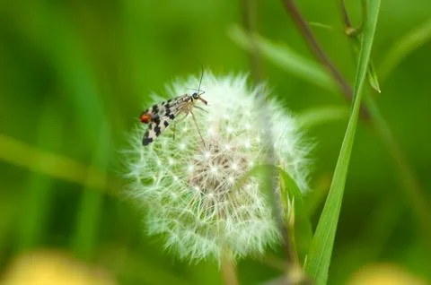 Bug on dandelion Stock Photos