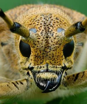 Bug at a dawn Stock Photos