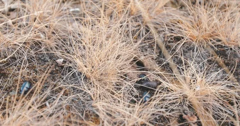 Bug in De Hoge Veluwe Park Stock Footage 107452990