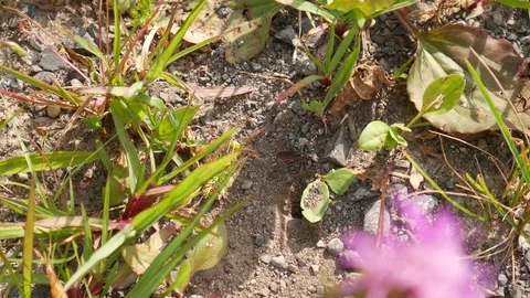 Bug Digs Hole in Dirt 스톡 동영상 78690879