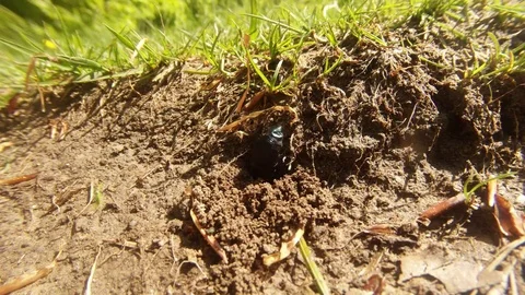 Bug Digs a Hole in The Ground Under The Grass in the Field Stock Footage 76458763