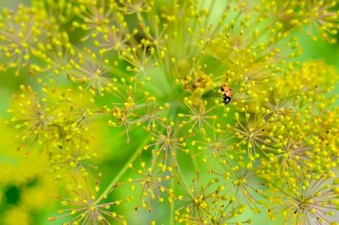 Bug on dill flower closeup Stock Photos