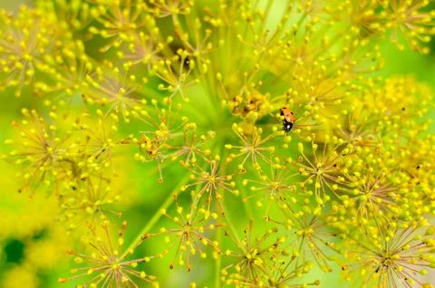 Bug on dill flower closeup Foto stock