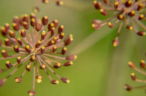 Bug on dill flower closeup Stock Photos