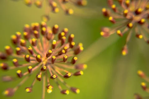 Bug on dill flower closeup Stock Photos