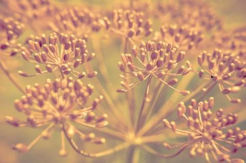 Bug on dill flower closeup Stock Photos