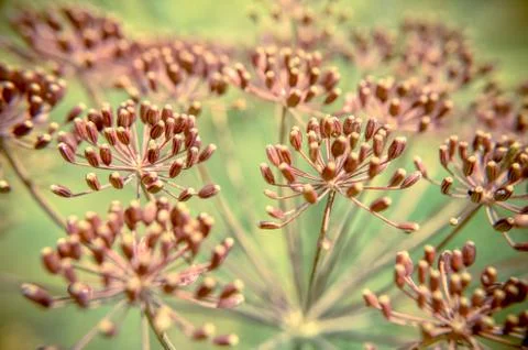 Bug on dill flower closeup Stock Photos