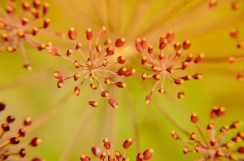 Bug on dill flower closeup Stock Photos