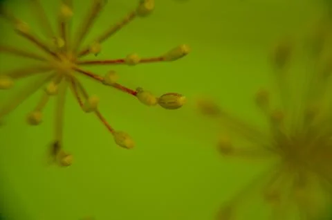 Bug on dill flower closeup Stock Photos