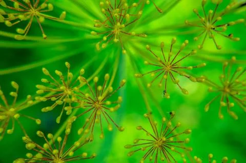 Bug on dill flower closeup Foto stock
