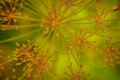 Bug on dill flower closeup Stock Photos