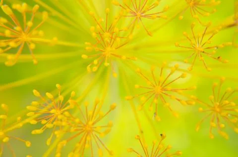 Bug on dill flower closeup Stock Photos