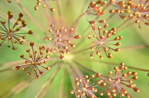 Bug on dill flower closeup Stock Photos