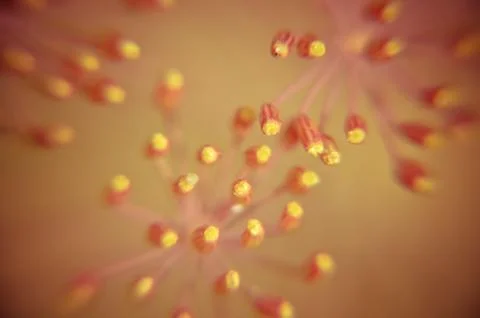 Bug on dill flower closeup Foto stock