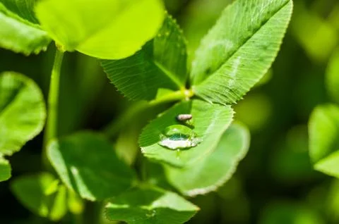 Bug drinking from a drop of water on the green grass after the rain, macro ph Foto stock