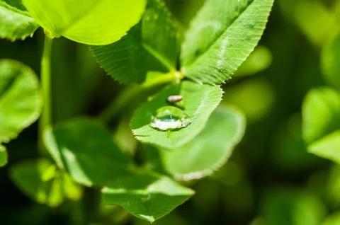 Bug drinking from a drop of water on the green grass after the rain, macro ph Foto stock