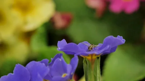 Bug drinking from purple flower Видео 339088287