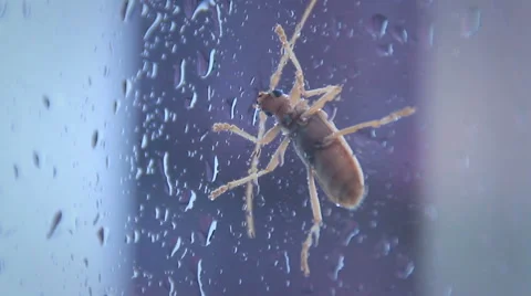 Bug drinking water off window after rainstorm Video stock 41222114