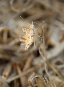 Bug on a dry grass Stock Photos