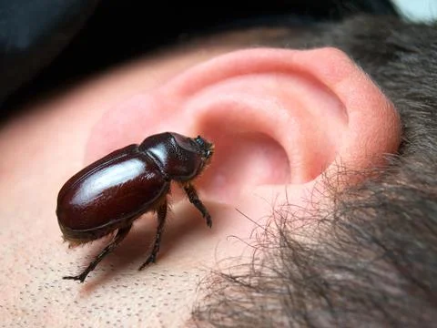 Bug in the ear Stock Photos