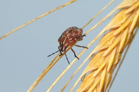 Bug in the ear Stock Photos