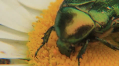 Bug eat camomile Stock Footage 49078060